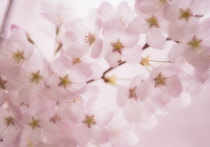 Cherry, Prunus serrulata.