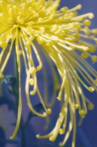 Chrysanthemum.