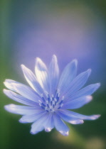 Chicory, Cichorium intybus.