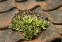 Houseleek, Sempervivum tectorum.