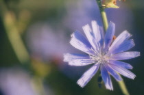 Chicory, Cichorium intybus.