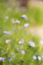 Chicory, Cichorium intybus.