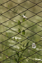 Bindweed, Convolvulus arvensis.