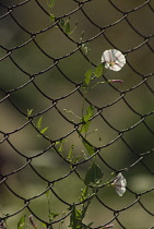 Bindweed, Convolvulus arvensis.