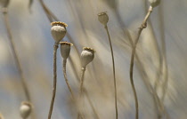 Poppy, Papaver rhoeas.