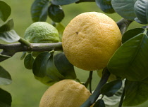 Bergamot, Citrus, Citrus bergamia.