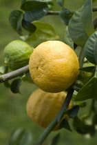 Bergamot, Citrus, Citrus bergamia.