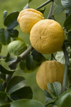 Bergamot, Citrus, Citrus bergamia.