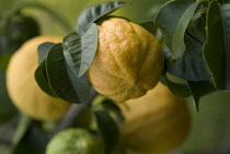 Bergamot, Citrus, Citrus bergamia.