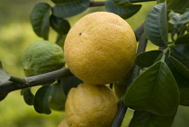 Bergamot, Citrus, Citrus bergamia.