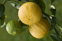 Bergamot, Citrus, Citrus bergamia.