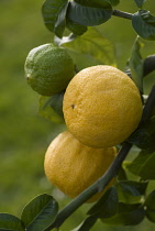 Bergamot, Citrus, Citrus bergamia.