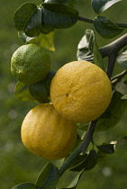 Bergamot, Citrus, Citrus bergamia.