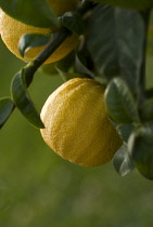 Bergamot, Citrus, Citrus bergamia.