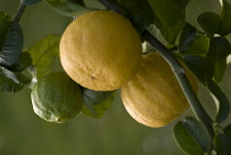 Bergamot, Citrus, Citrus bergamia.