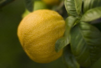 Bergamot, Citrus, Citrus bergamia.