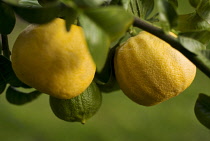 Bergamot, Citrus, Citrus bergamia.