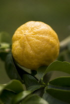 Bergamot, Citrus, Citrus bergamia.