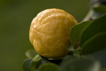 Bergamot, Citrus, Citrus bergamia.