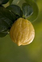 Bergamot, Citrus, Citrus bergamia.