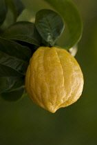 Bergamot, Citrus, Citrus bergamia.