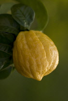 Bergamot, Citrus, Citrus bergamia.