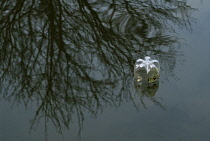 Discarded bottle in water.