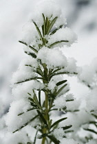 Rosemary, Rosmarinus officinalis.