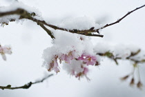 Cherry, Autumn flowering cherry, Prunus subhirtella 'Autumnalis'.