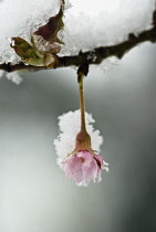 Cherry, Autumn flowering cherry, Prunus subhirtella 'Autumnalis'.