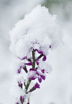 Honesty, Lunaria annua.