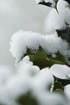 Holly, Ilex aquifolium.