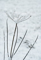 Hogweed, Heracleum sphondylium.