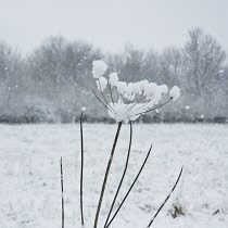 Hogweed, Heracleum sphondylium.