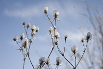 Sea Holly, Eryngium tripartitum.