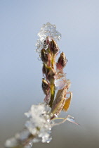 Snowymespilus, Amelanchier lamarckii.