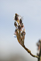 Snowymespilus, Amelanchier lamarckii.