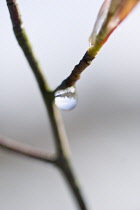 Snowymespilus, Amelanchier lamarckii.