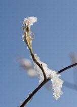 Snowymespilus, Amelanchier lamarckii.