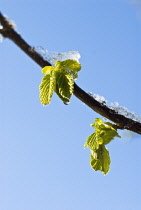 Hazel, Cob-nut, Corylus avellana.