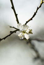 Sloe, Prunus spinosa.