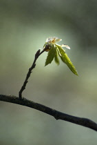 Carpinus Betula, Hornbeam, Carpinus betulus.