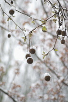 London Plane, Platanus acerifolia.