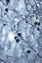 London Plane, Platanus acerifolia.