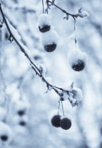 London Plane, Platanus acerifolia.