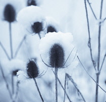 Teasel, Dipsacus fullonum.