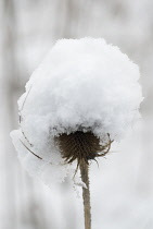 Teasel, Dipsacus fullonum.