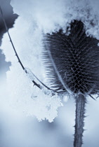 Teasel, Dipsacus fullonum.