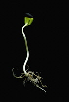 Sunflower, Helianthus annuus.