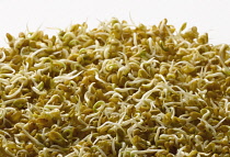 Fenugreek, Trigonella foenum-graecum.